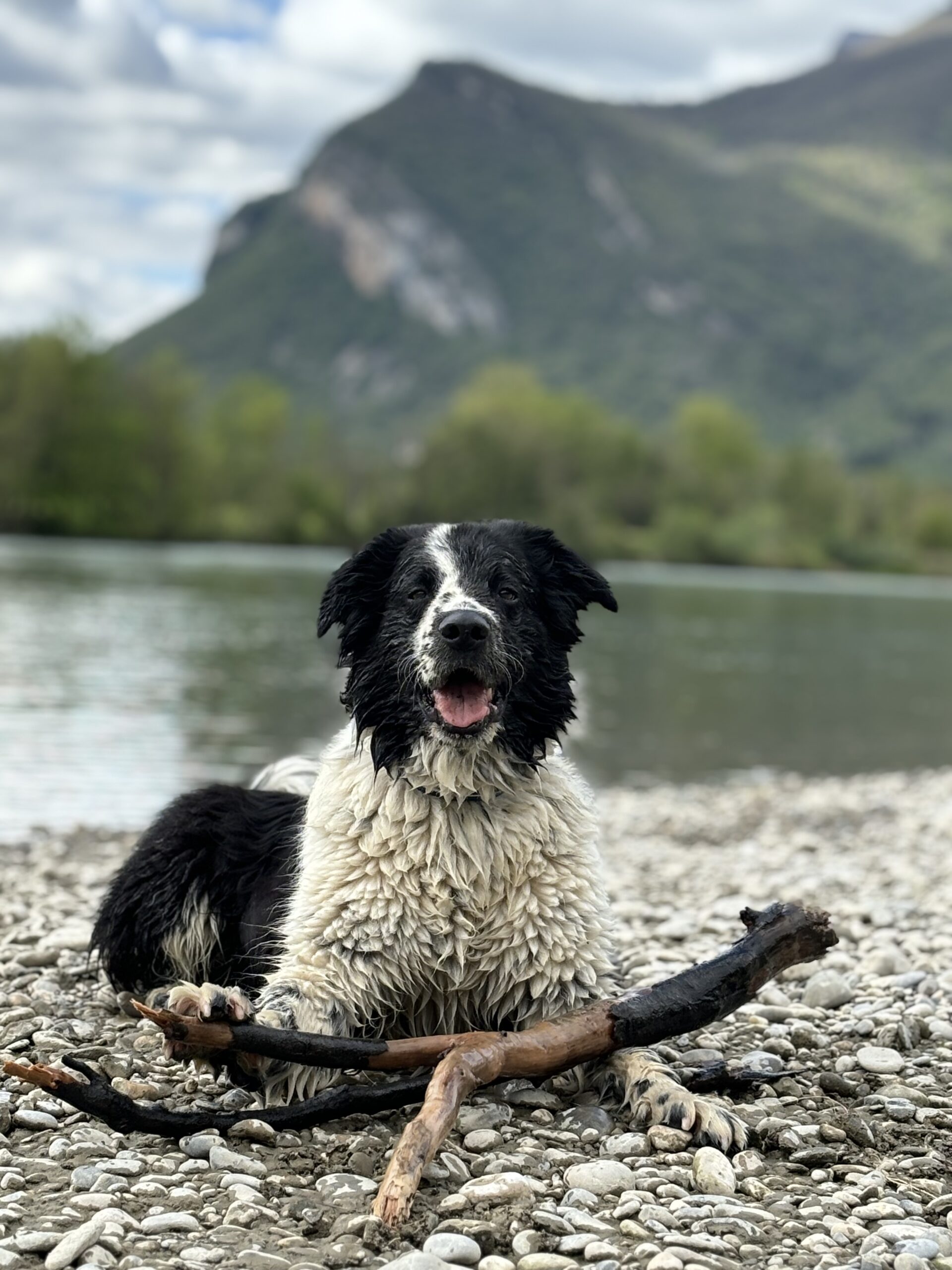 oxo border collie